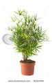 large forest asparagus, sicklethorn, yellow wood asparagus,اسپاراگوس فالکاتوس
